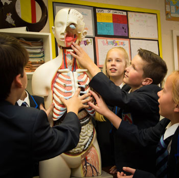 Pupils in biology class with plastic model of human anatomy